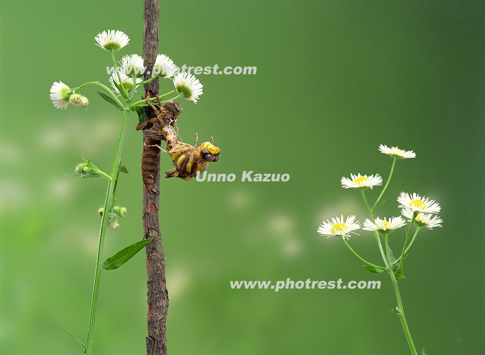 羽化をするオニヤンマの写真素材 写真の森 フォレスト