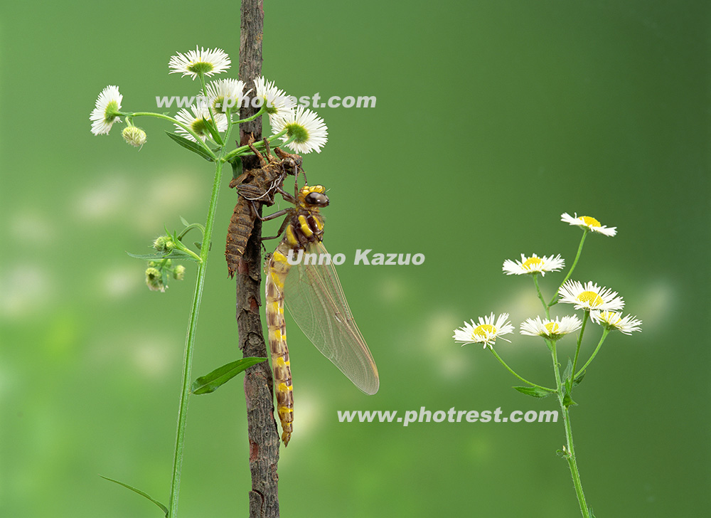 羽化をするオニヤンマの写真素材 写真の森 フォレスト