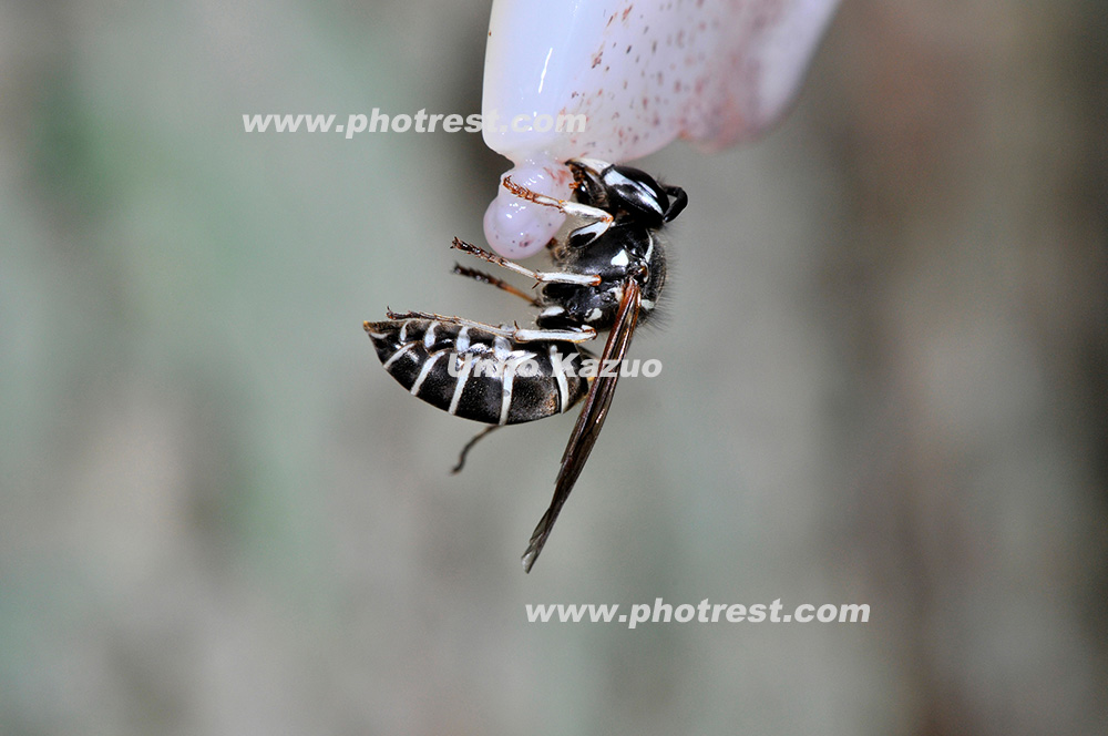 クロスズメバチの写真素材 写真の森 フォレスト