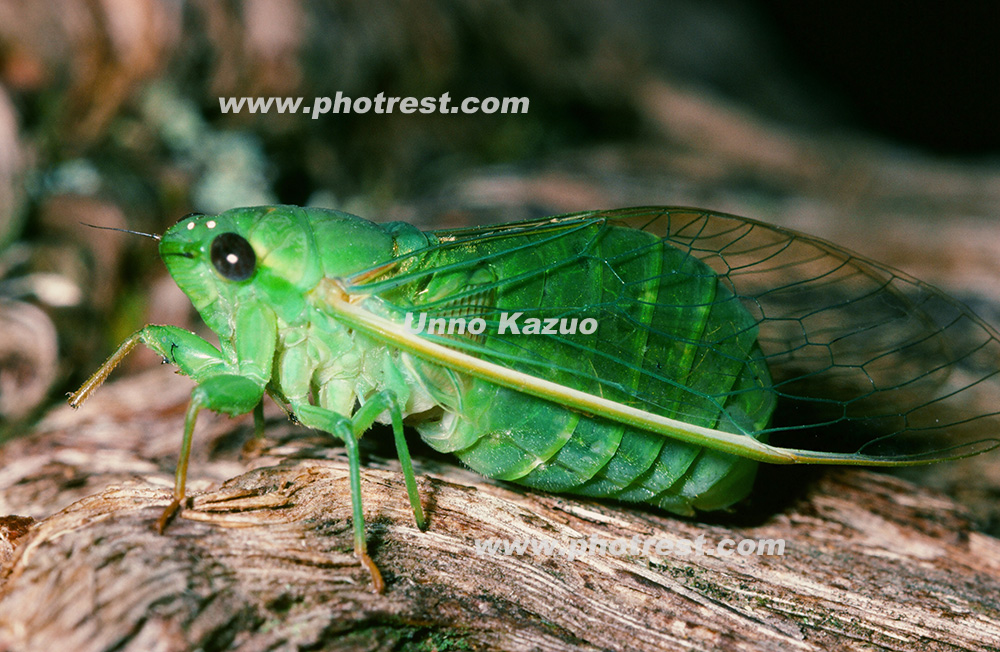 ハラブトゼミの写真素材 | 写真の森 フォレスト