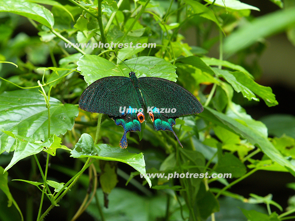 その他カルナルリモンアゲハ (ボルネオ) Papilio karna 蝶 - 虫類