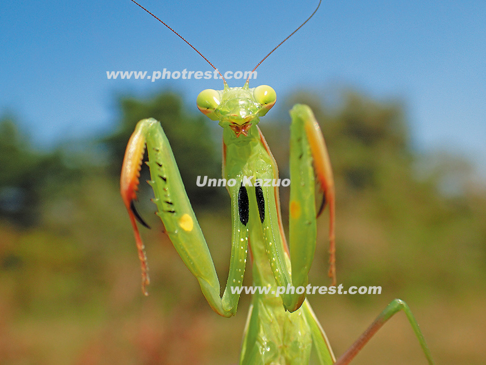 ウスバカマキリの写真素材 写真の森 フォレスト