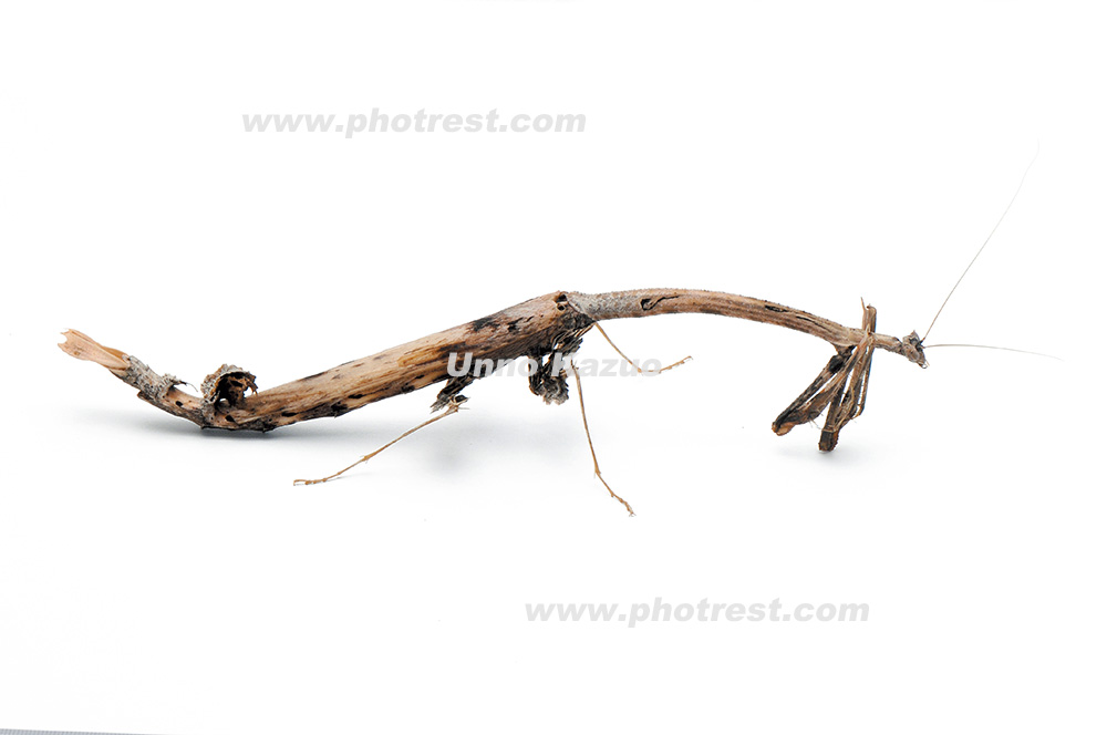 カレエダカマキリの写真素材 | 写真の森 フォレスト