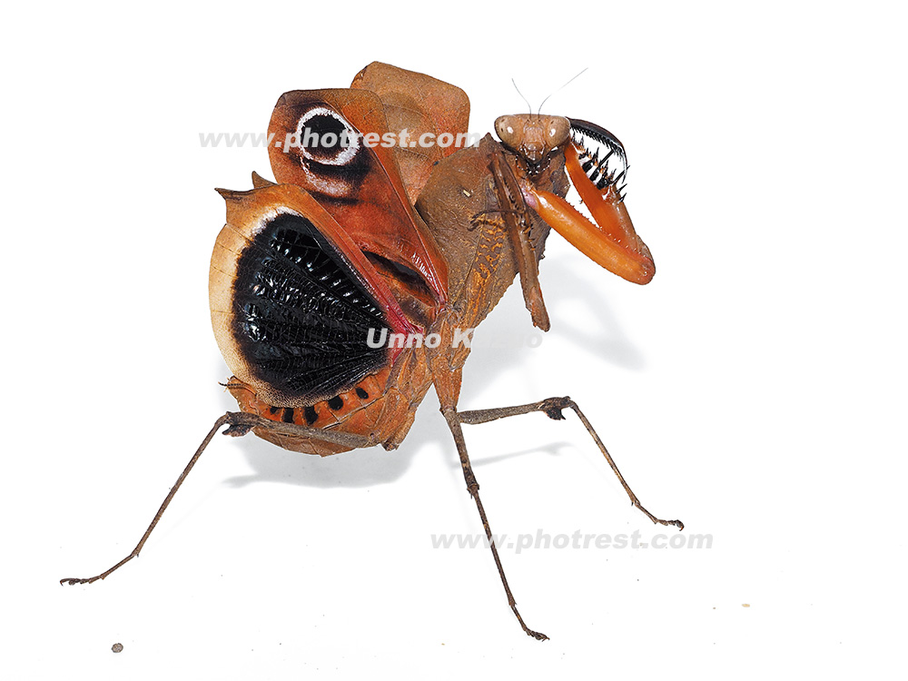 メダマカレハカマキリの写真素材 | 写真の森 フォレスト