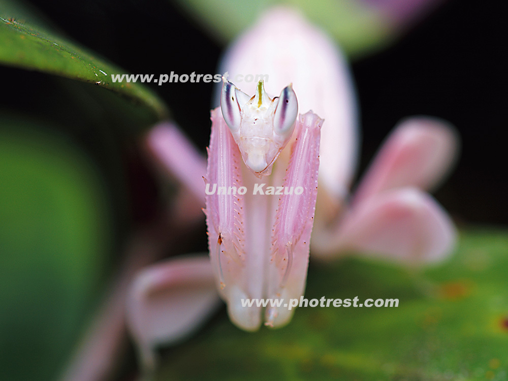 ハナカマキリの写真素材 写真の森 フォレスト