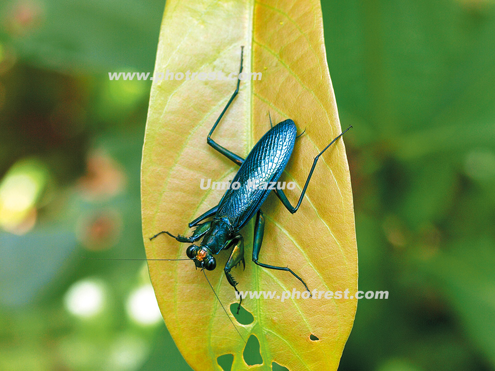 ケンランカマキリの雄の写真素材 | 写真の森 フォレスト