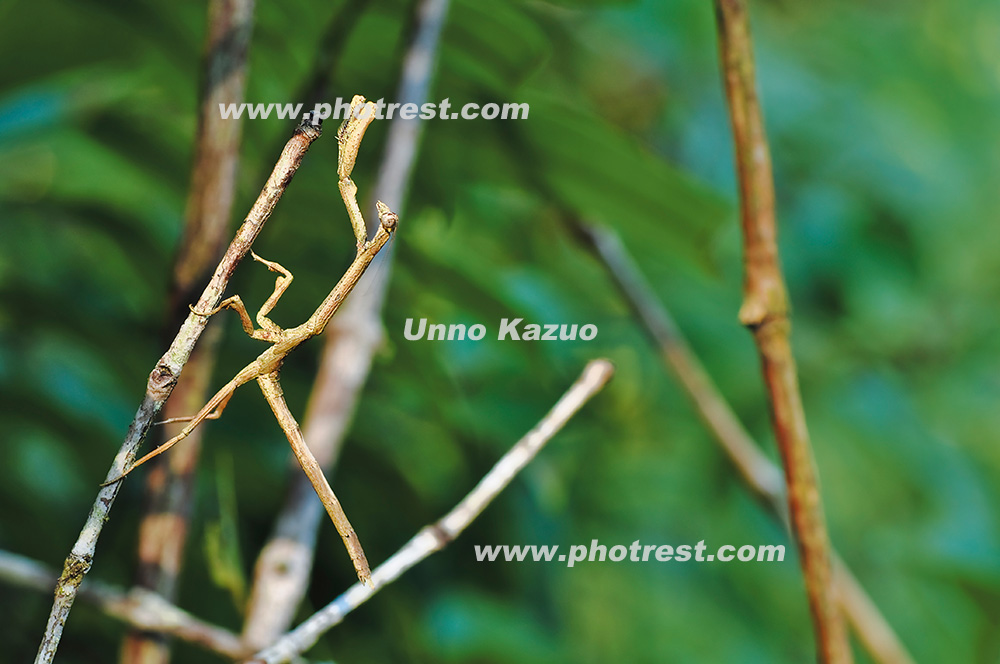 アフリカエダカマキリの写真素材 | 写真の森 フォレスト