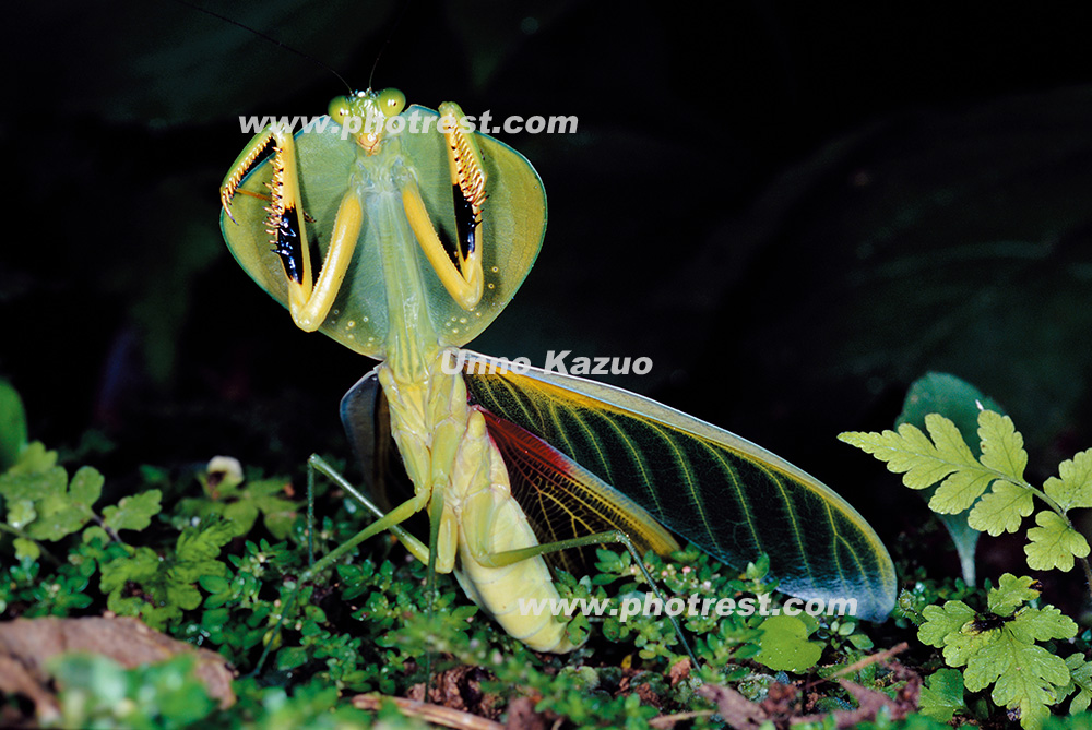 ナンベイマルムネカマキリの写真素材 写真の森 フォレスト