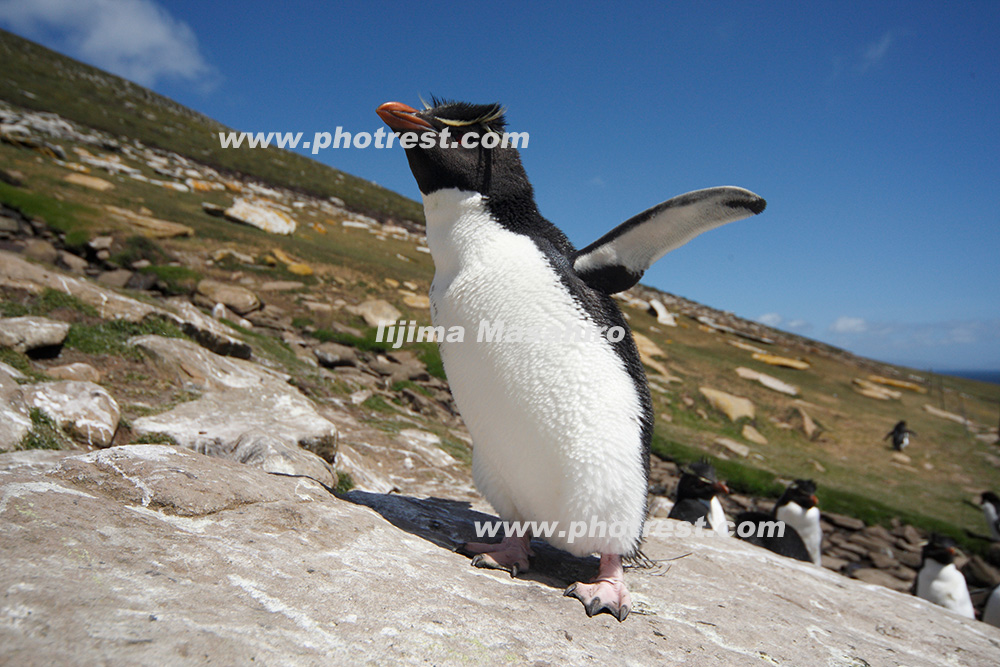 イワトビペンギンの写真素材 写真の森 フォレスト