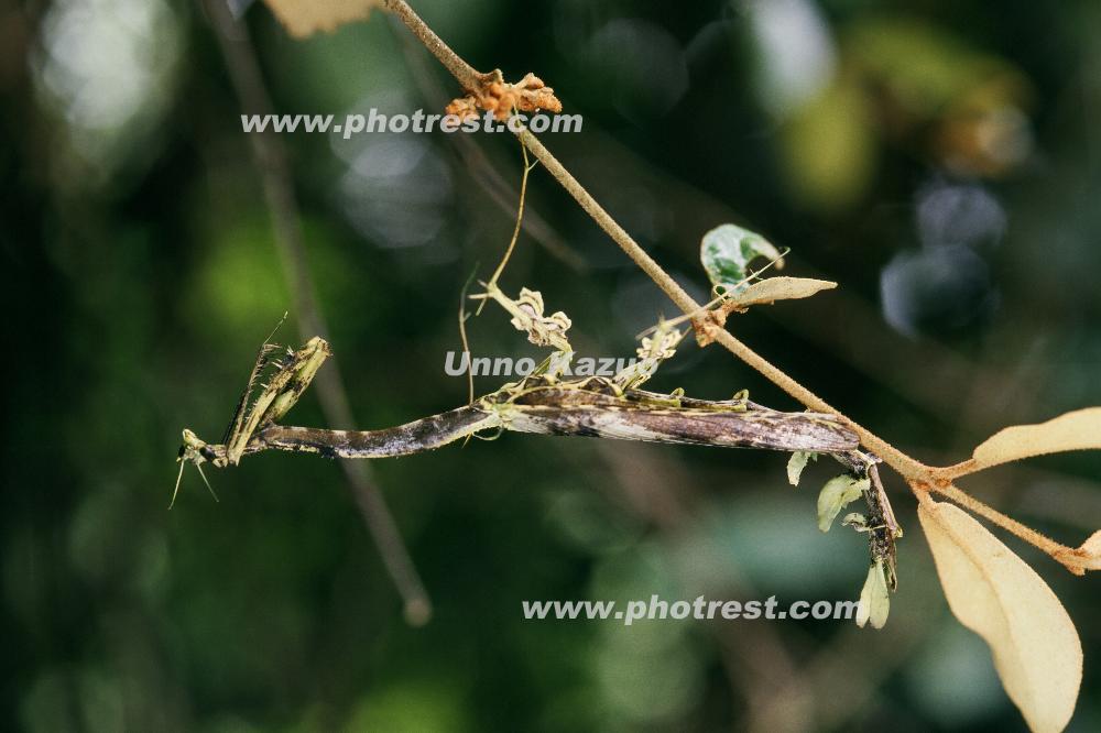 オオカレエダカマキリの写真素材 | 写真の森 フォレスト