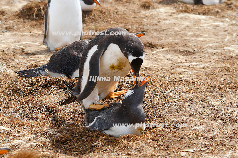 交尾をするジェンツーペンギンの写真素材 写真の森 フォレスト