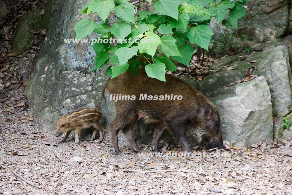 イノシシの親子の写真素材 写真の森 フォレスト