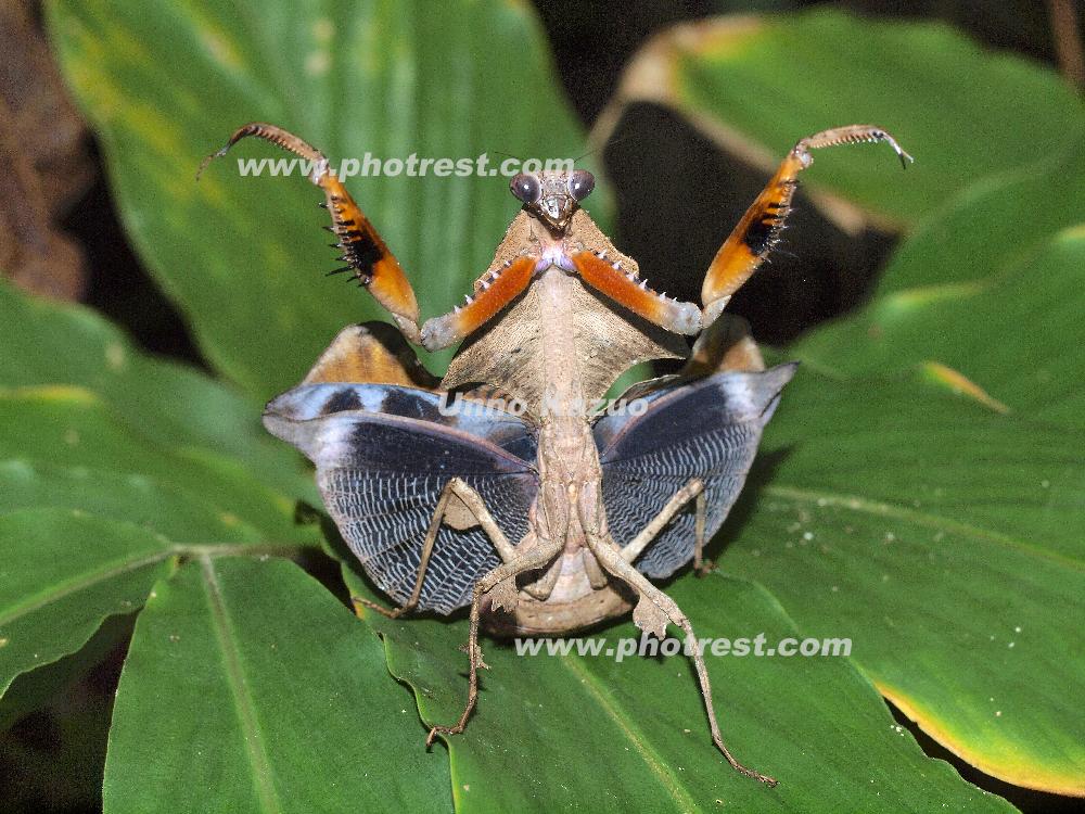 ヒシムネカレハカマキリの写真素材 | 写真の森 フォレスト