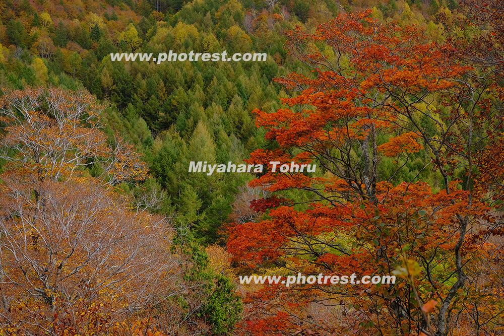 群馬の紅葉の写真素材またはオリジナルプリント 写真の森 フォレスト