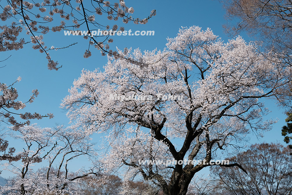 沼田公園の桜の写真素材またはオリジナルプリント 写真の森 フォレスト