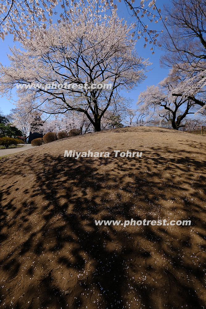 沼田公園の桜の写真素材またはオリジナルプリント 写真の森 フォレスト