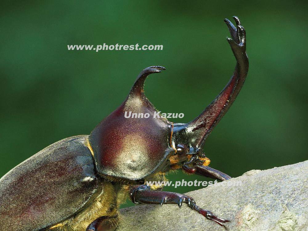 カブトムシの雄の写真素材 写真の森 フォレスト