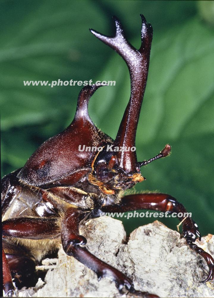 カブトムシの雄の写真素材 写真の森 フォレスト