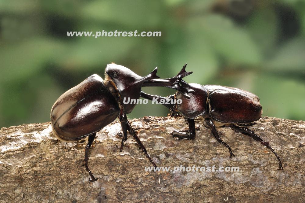 争うカブトムシの写真素材 写真の森 フォレスト