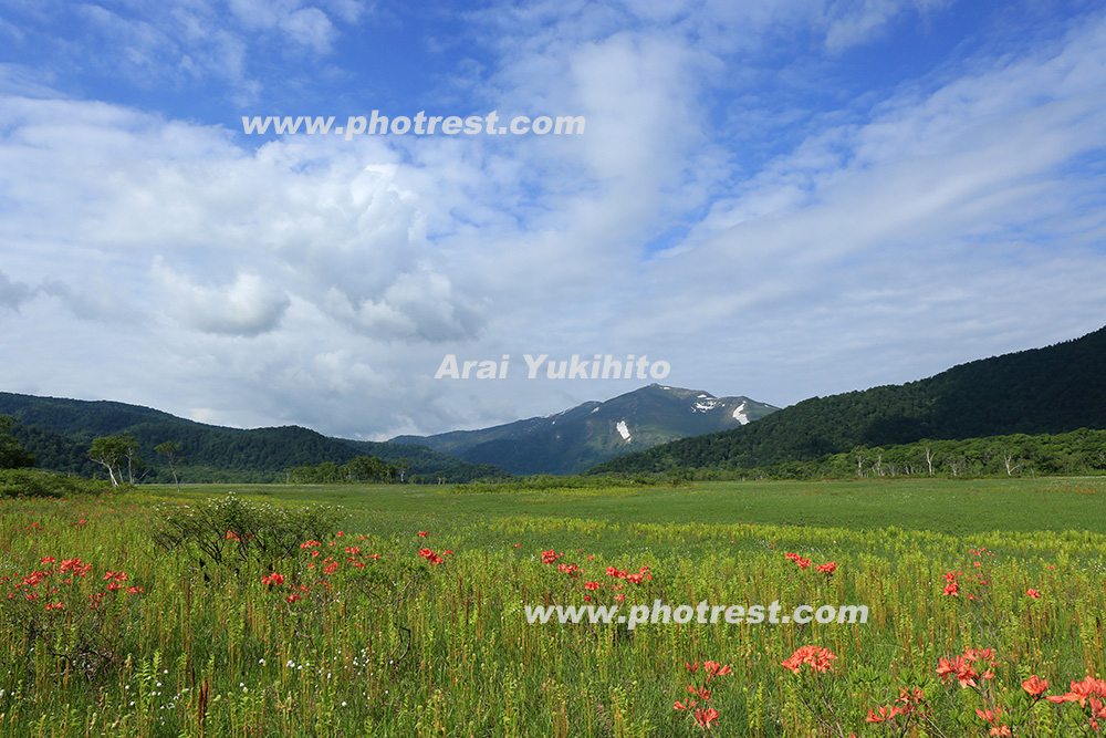 夏の尾瀬ヶ原の写真素材またはオリジナルプリント 写真の森 フォレスト