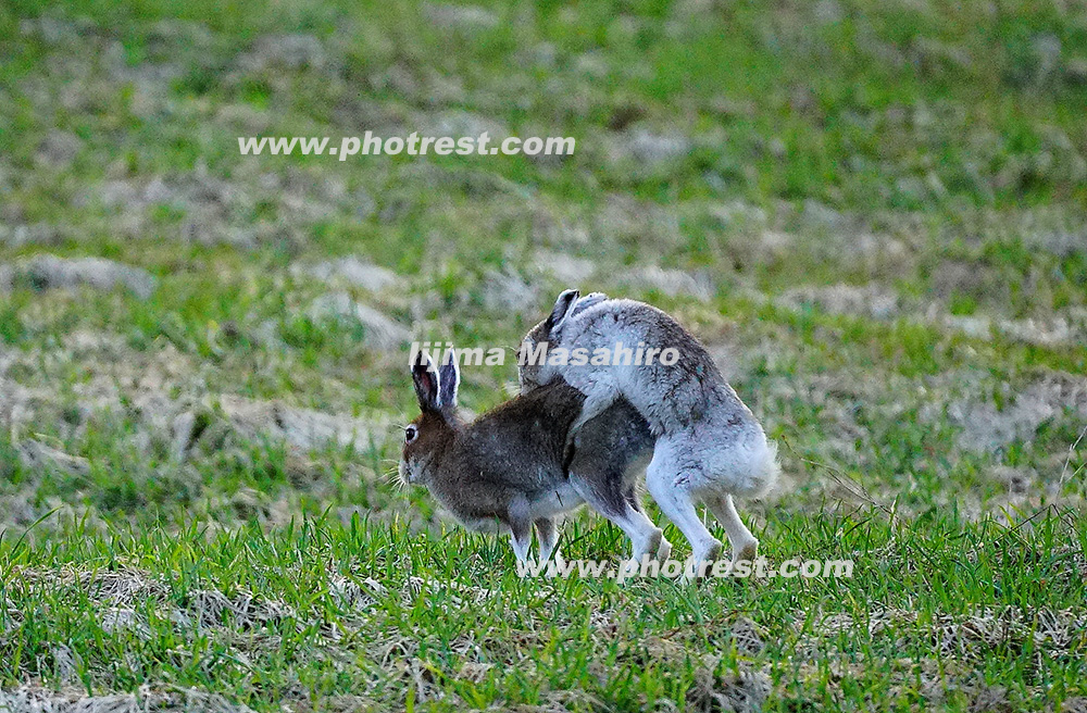 交尾をするエゾユキウサギの写真素材 写真の森 フォレスト