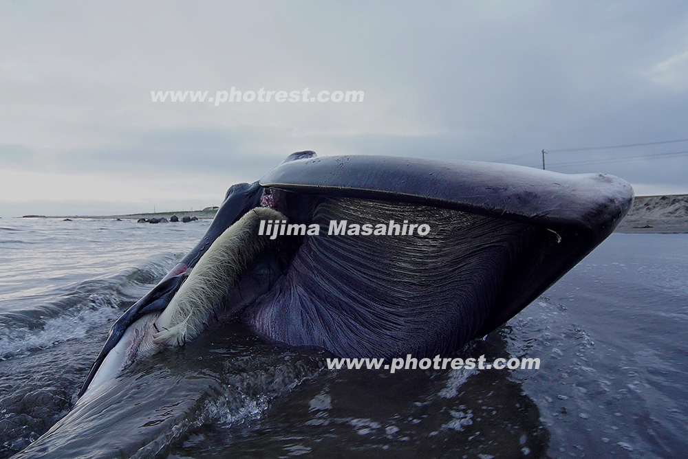 ミンククジラの死体の写真素材 写真の森 フォレスト