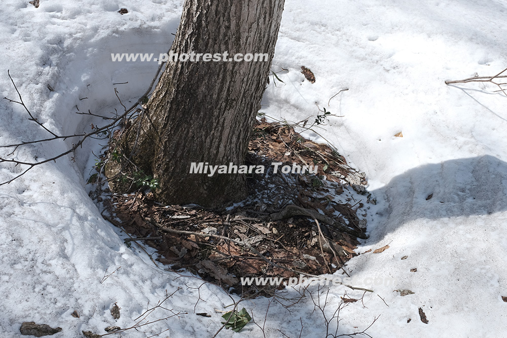 春の根開けの写真素材 写真の森 フォレスト