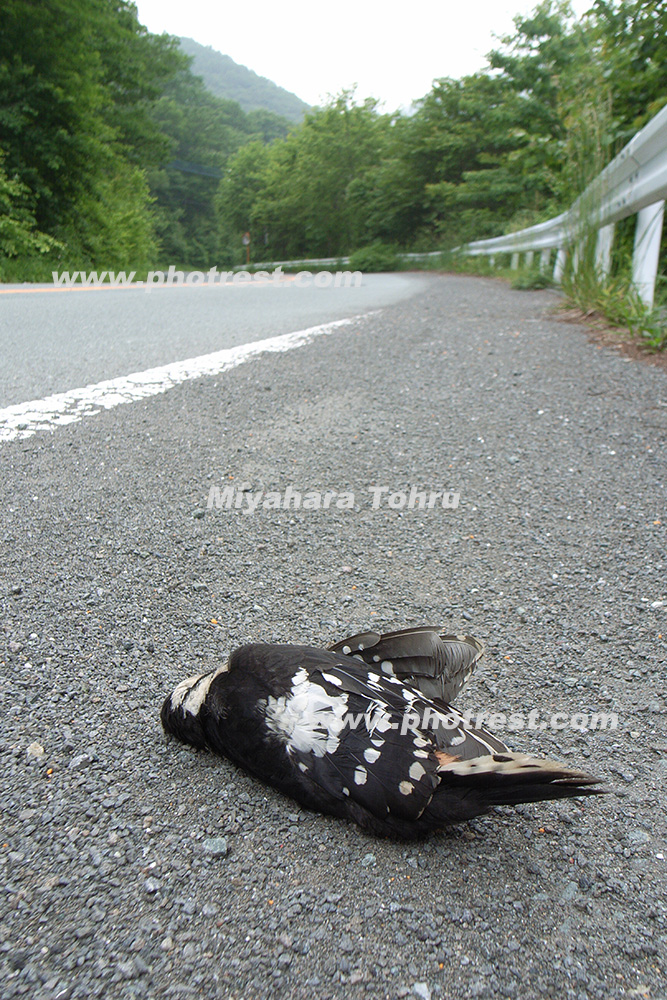 アカゲラの死体の写真素材 写真の森 フォレスト