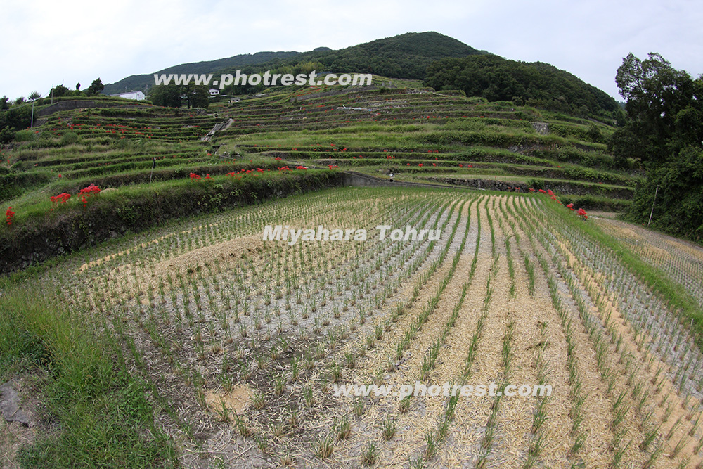 秋の中山千枚田の写真素材 写真の森 フォレスト