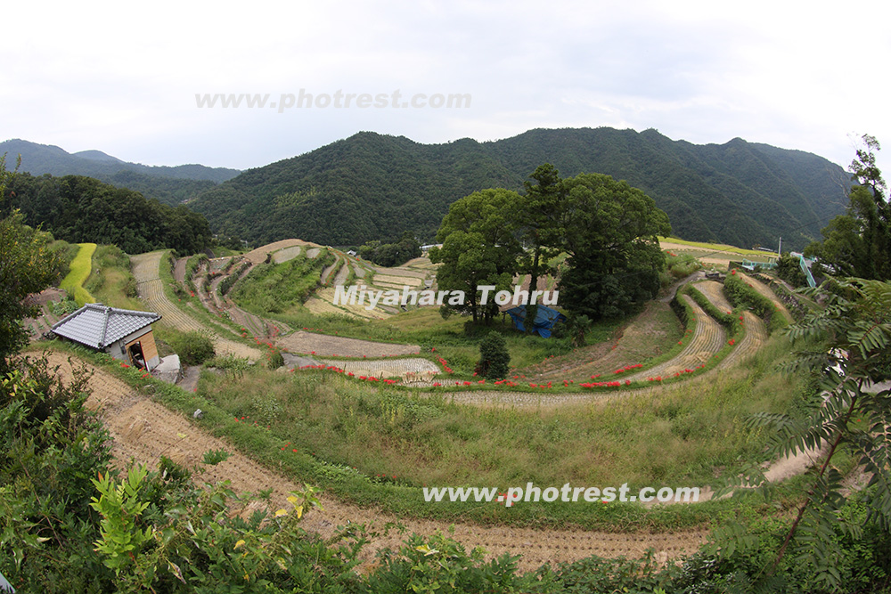 秋の中山千枚田の写真素材 写真の森 フォレスト