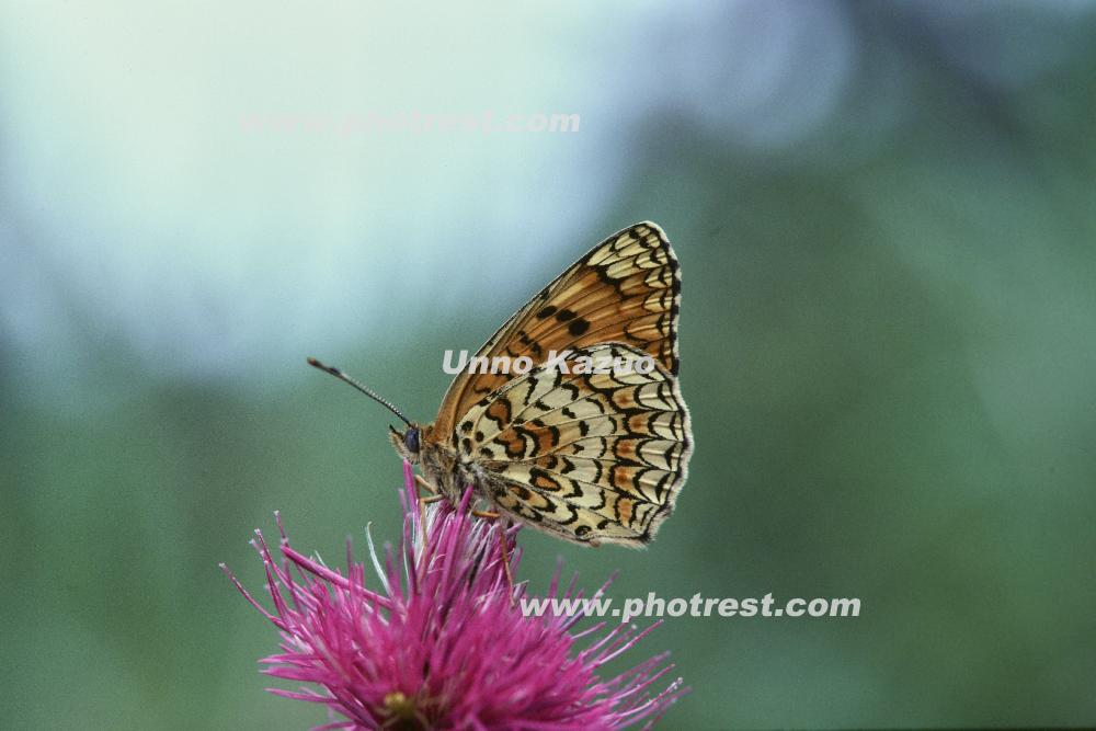 ヒョウモンモドキの写真素材 写真の森 フォレスト