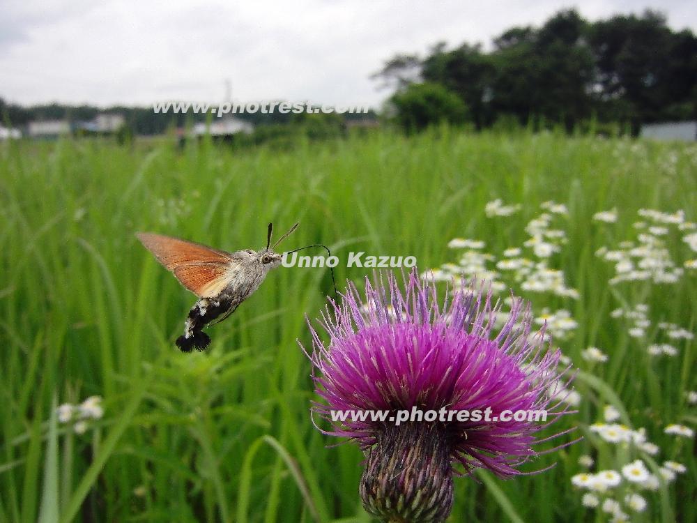 ホウジャクの写真素材 写真の森 フォレスト