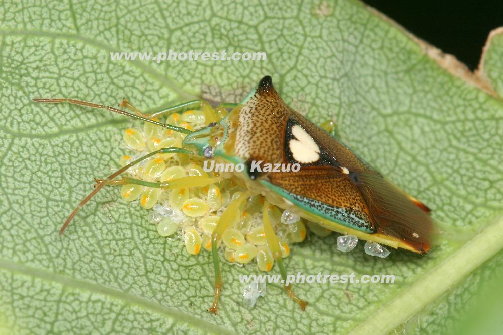 エサキモンキツノカメムシの写真素材 写真の森 フォレスト