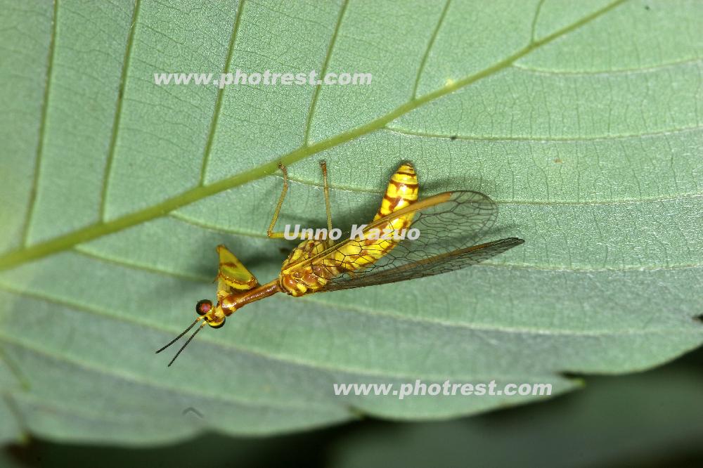 ヒメカマキリモドキの写真素材 写真の森 フォレスト