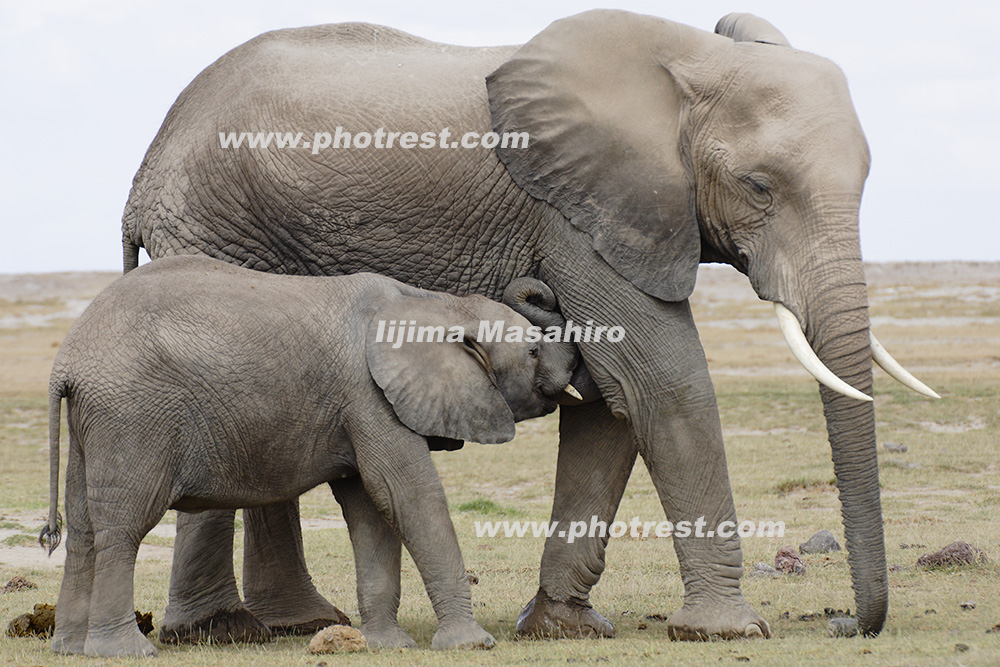アフリカゾウの親子の写真素材 写真の森 フォレスト