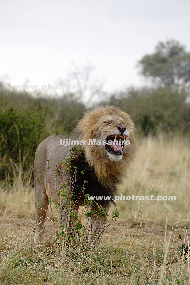 ライオンの雄の写真素材 写真の森 フォレスト