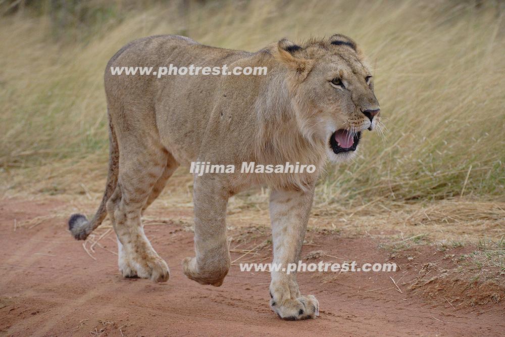 ライオンの雌の写真素材 写真の森 フォレスト