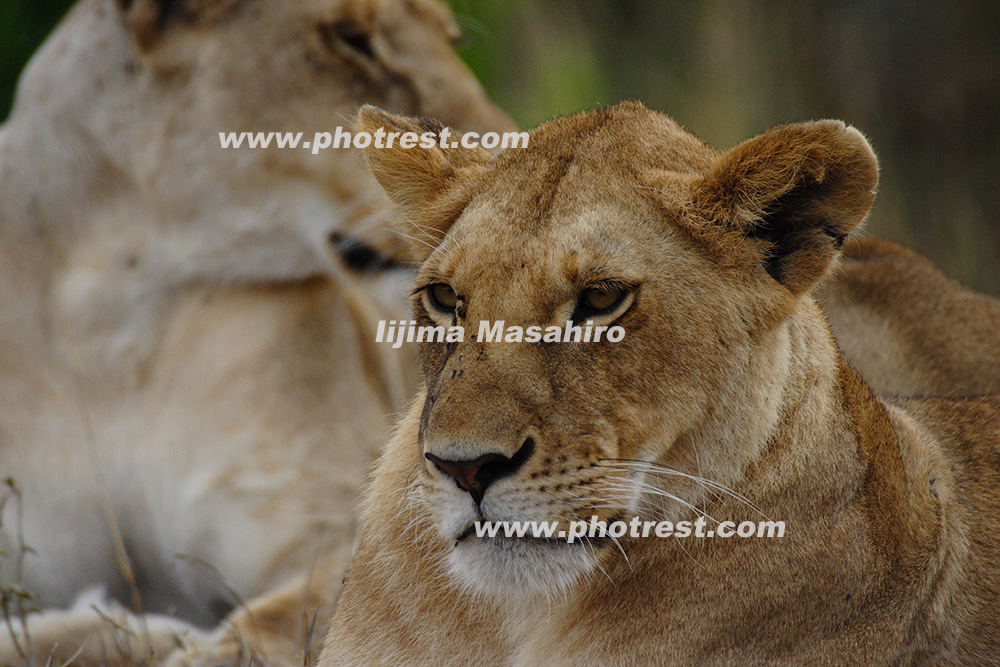 ライオンの雌の写真素材またはオリジナルプリント 写真の森 フォレスト
