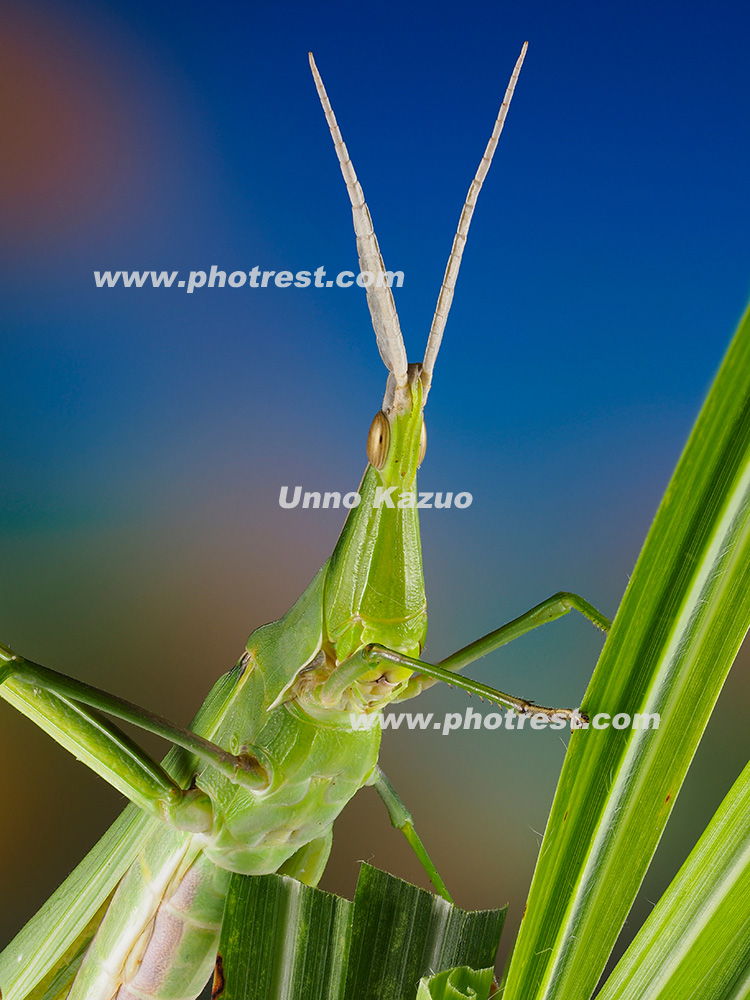 ショウリョウバッタの写真素材 写真の森 フォレスト