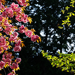 八重桜のフォト作品