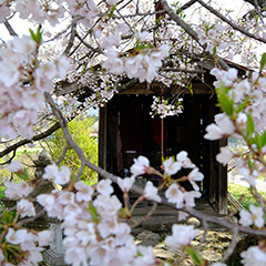 桜のフォト作品