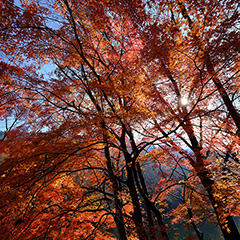 紅葉のフォト作品