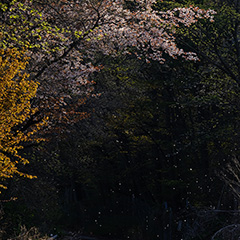 山桜のフォト作品