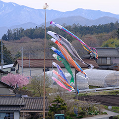 鯉のぼりのフォト作品